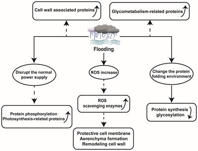 Application of multiomics analysis to plant flooding response